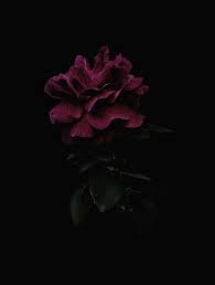 Find professional flower black background videos and stock footage available for license in film, television, advertising and corporate uses. Flowers With Black Wallpapers Top Free Flowers With Black Backgrounds Wallpaperaccess