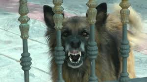 Dog Barking Stock Footage Ad Barking Dog Stock Footage Dog Barking Dogs Mammals