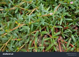 Image result for Sesuvium portulacastrum
