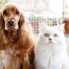 Shop for all of your pet needs at chewy's online pet store. How To Get Your Dog To Stop Eating Litter