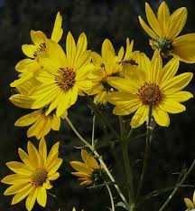 Image result for Helianthus