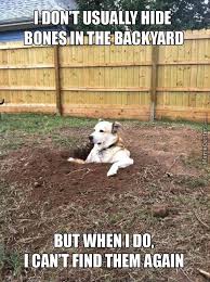 Monday Funny Pictures Dump Funny Dogs Dog Memes Funny Animals