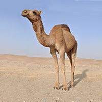 No single formula fits everyone. How Much Water Does A Camel Drink When It Drinks Water Quora