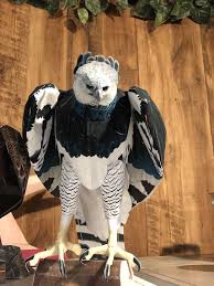 Maybe you would like to learn more about one of these? Pin By Dinoden On Milashki In 2021 Birds Of Prey Harpy Eagle Animals Wild