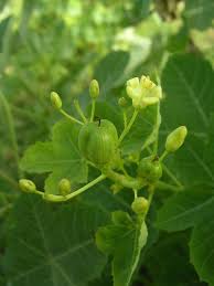 Image result for Euphorbia chevalieri