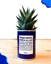 Personnellement, je suis probablement un juste milieu entre les deux. Vous Savez Moi Je Ne Crois Pas Qu Il Y Ait De Bonne Ou De Mauvaise Plante Plante Grasse I Styley Co