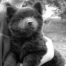 Swedish Lapphund Puppies, Swedish Lapphund Breeders ...