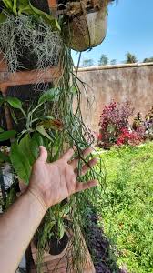 Image result for Nesaea linearis