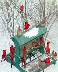 Cardinals Bird Beautiful Birds Pet Birds