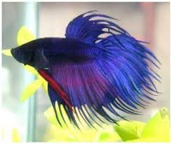 Shamudra Bilash Betta Gourami Fish Betta Fish Betta Fish