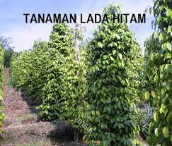 Pelajari tentang menanam tanaman ini di sini. Anim Agro Technology Lada Hitam Pengurusan Penyakit