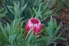 How To Grow Protea Plants Proteas Are Named After A Greek God Named Proteus Who Could Change Shape At Any Moment The Prote Protea Plant African Plants Protea