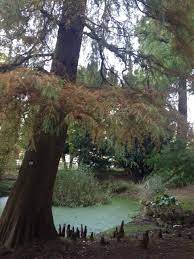 Rund 14.000 pflanzenarten aus aller welt. Alter Botanischer Garten Kiel