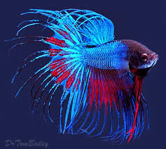 Petsmart offers quality products and accessories for a healthier, happier pet. Siamese Fighting Fish At Aquariumfish Net Where Shopping Online Betta Fish Siamese Fighting Fish Pet Fish