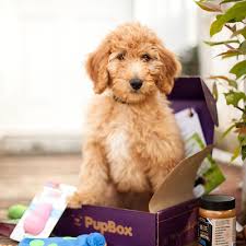 Check spelling or type a new query. Pupbox