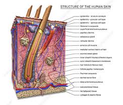 The skin becomes dark color. Skin Structure Labelled Illustration Search Science Photo Library
