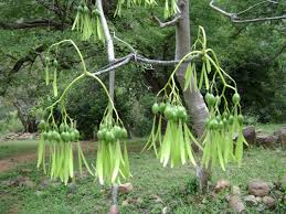 Image result for Gyrocarpus