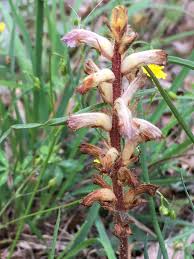 Image result for Orobanche minor
