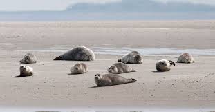 Das sind die 5 wichtigsten tiere im wattenmeer, ohne sie läuft im ökosystem wattenmeer wirklich gar nichts. Ostfriesland Meerestierbeobachtung An Der Nordsee Mitten Im Unesco Weltnaturerbe Wattenmeer