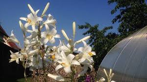 Lilien pflanzen im herbst, wann und wie sie pflanzen. Lilien Pflanzen Pflegen Und Vermehren Mdr De