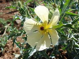 Image result for Argemone ochroleuca