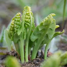 Image result for Ophioglossum reticulatum