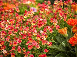 Image result for Nemesia fruticans