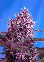 Sale Of Red Poison Auto From Sweet Seeds