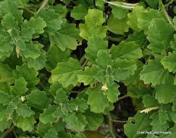 Image result for Pedalium murex