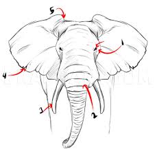 For boys and girls kids and adults teenagers and toddlers preschoolers and older kids at school. How To Draw A Realistic Elephant Draw Real Elephant Coloring Page Trace Drawing
