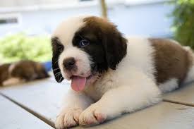 At three months old a puppy can. 20 Cool Facts About Saint Bernards