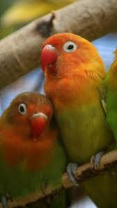 Lovebird Wallpaper Download Wallpapers 640x1136px Love Birds Wallpapers 75151 Bird Wallpaper Parrot Parrot Wallpaper