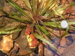 Image result for Blyxa aubertii