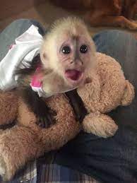 Adorable baby capuchin and marmoset monkeys ready for sale, other pets for sale in north yorkshire, adorable baby capuchin and marmoset monkeys ready for good homes.all babies are on the bottle and wearing diapers.babies come with all paper. Pet Monkeys For Sale