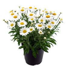 Garden designer troy rhone shares a bit of daisy history, his favorite shasta daisy varieties, companion plants for shasta daisies, and how to take care of daisies. Garden Elements 7 5l White Snowcap Shasta Daisy Leucanthemum Flowering Plant The Home Depot Canada