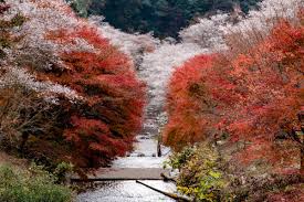 「四季桜」の画像検索結果