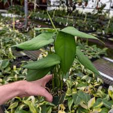 Image result for Satyrium macrophyllum