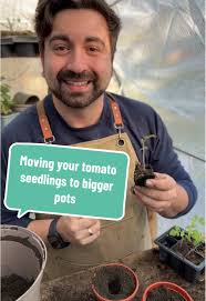 How to Transfer A Slicer Tomato Plant into A New Bigger Pot