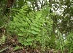 Image result for Arthropteris charletiana