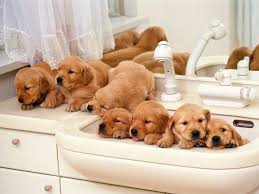 Animaux Mignons Hayvan Dostlarimiz Bebek Kopekler Hayvanlar Ve Hayvan Bebekler