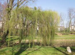 فائض الجنة شاحنة ثقيلة salix alba 'tristis' (white willow). Weeping White Willow Project Noah