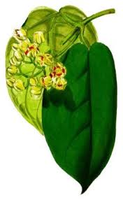 Image result for Mondia ecornuta