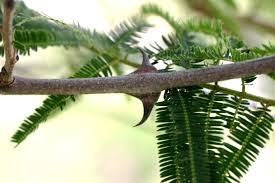 Image result for Acacia polyacantha