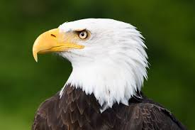 Shop american eagle men's and women's jeans, tops, bottoms, activewear, loungewear and more. Morgan Stanley To Investors American Eagle Is No Longer A Sell The Motley Fool