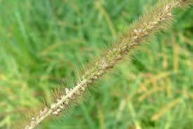 Image result for Setaria longiseta