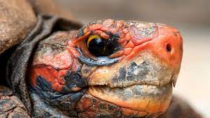 A Guide To Caring For Cherry Head Red Footed Tortoises As Pets