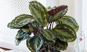 Peace lily shows off dark green leaves with white flowering spaths that most house plants are small, either by nature or through cultivation. House Plants 225 Indoor Plants 3 99