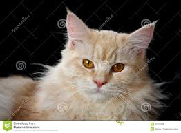 Pin On Feline