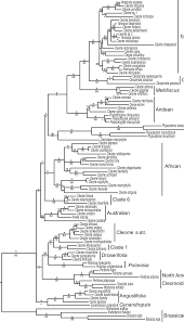Image result for Cleome schimperi