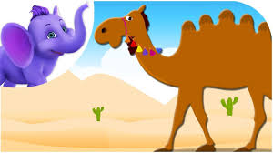 For the lights, camera, action, wiggles! Alice The Camel Nursery Rhyme With Karaoke Youtube